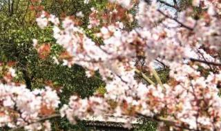 山行唐杜牧古诗解析 山行唐杜牧古诗解析