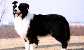 哪里有卖边境牧羊犬 哪里有卖边境牧羊犬